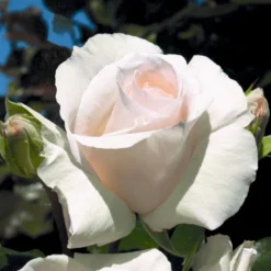 'Schneewalzer'® Rosa X 'Schneewalzer'® (Slyngrose) A-Kvalitet,- Barrods Roser Min. 3 Grene -GrønGlæde Salgsbutik p433 54038 rosa x schneewalzer slyngrose 9e7f