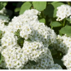 Birkebladet Spiræa 'Thor' Spiraea Betulifolia 'Thor' Potte 2,0 Liter,- 25-30 Cm. -GrønGlæde Salgsbutik p4422 36735 spiraea betulifolia tor ba87