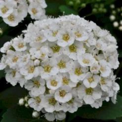 Birkebladet Spiræa 'Thor' Spiraea Betulifolia 'Thor' Potte 2,0 Liter,- 25-30 Cm. -GrønGlæde Salgsbutik p4422 47510 spiraea betulifolia thor c0be