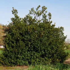 Kristtorn 'Blue Maid' Ilex Meserveae 'Blue Maid' Opstammet 90 Cm. 10 Liter Potte -GrønGlæde Salgsbutik p4440 52782 ilex meserveae blue maid c14c