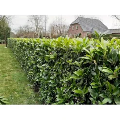 Kirsebærlaurbær 'Caucasica' Prunus Laurocerasus 'Caucasica' Med Klump,- 125-150 Cm.