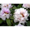 'Eskimo' Rhododendron Hybrid 'Eskimo' Potte 5,0 Liter,- 30-40 Cm.