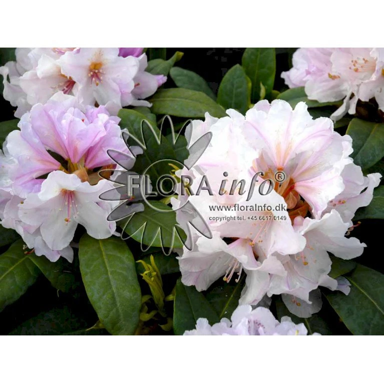 'Eskimo' Rhododendron Hybrid 'Eskimo' Potte 5,0 Liter,- 30-40 Cm. 1 'Eskimo' Rhododendron Hybrid 'Eskimo' Potte 5,0 Liter,- 30-40 Cm.