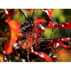 Ildløn Til Hæk Acer Ginnala 5 Liter Potte -GrønGlæde Salgsbutik p4554 5795 acer ginnala 66be