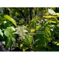 Ildløn Til Hæk Acer Ginnala 5 Liter Potte -GrønGlæde Salgsbutik p4554 5796 acer ginnala d5cb