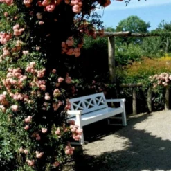 'Dorothy Perkins' Rosa Wichuraiana 'Dorothy Perkins' (Slyngrose) A-Kvalitet,- Barrods Roser Min. 3 Grene -GrønGlæde Salgsbutik p4574 52358 rosa wichuraiana dorothy perkins slyngrose 2782