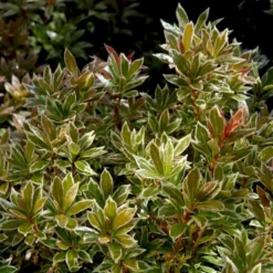 Pieris 'Little Heath' Pieris Japonica 'Little Heath' 2 Liter Potte -GrønGlæde Salgsbutik p4695 50824 pieris japonica little heath 5157