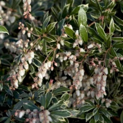 Pieris 'Little Heath' Pieris Japonica 'Little Heath' 2 Liter Potte -GrønGlæde Salgsbutik p4695 50825 pieris japonica little heath 73aa