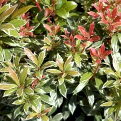 Pieris 'Little Heath' Pieris Japonica 'Little Heath' 2 Liter Potte -GrønGlæde Salgsbutik p4695 50826 pieris japonica little heath 125b