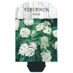 Vinter-snebolle Viburnum Tinus Potte 2,0 Liter,- 25-30 Cm. -GrønGlæde Salgsbutik p4699 38471 image 3fff