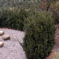 Taks 'Hillii' Taxus Media 'Hillii' Med Klump,- 100-120 Cm. 8 Taks 'Hillii' Taxus Media 'Hillii' Med Klump,- 100-120 Cm. -GrønGlæde Salgsbutik p4819 52851 taxus media hillii 9c69