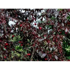 Storfrugtet Blodblomme 'Trailblazer' Prunus Cerasifera 'Trailblazer' Solitær Busk 150-200 Cm. - Med Klump -GrønGlæde Salgsbutik p4826 36711 prunus cerasifera trailblazer 1edf