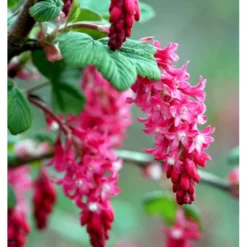 Blodribs 'King Edward VII' Ribes Sanguineum 'King Edward Vii' Potte 12 Liter,- 100-125 Cm. -GrønGlæde Salgsbutik p4829 37465 ribes sanguineum king edward vii d5fb