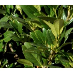 Mini Kirsebærlaurbær Prunus Laurocerasus 'Gajo' Med Klump,- 30-40 Cm.