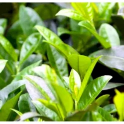 Mini Kirsebærlaurbær Prunus Laurocerasus 'Gajo' Med Klump,- 30-40 Cm. -GrønGlæde Salgsbutik p4904 42394 prunus laurocerasus gajo b89c