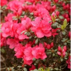 'Canzonetta' Rhododendron Jap.'Canzonetta' Potte 2,0 Liter,- 20-25 Cm.