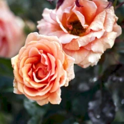 'Ashram'® Rosa X 'Ashram'® (Storblomstrende) A-Kvalitet,- Barrods Roser Min. 3 Grene