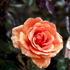 'Ashram'® Rosa X 'Ashram'® (Storblomstrende) A-Kvalitet,- Barrods Roser Min. 3 Grene 8 'Ashram'® Rosa X 'Ashram'® (Storblomstrende) A-Kvalitet,- Barrods Roser Min. 3 Grene -GrønGlæde Salgsbutik p4922 51204 rosa x ashram storblomstrende 89d4