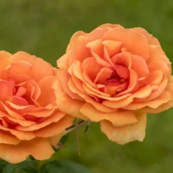 'Ashram'® Rosa X 'Ashram'® (Storblomstrende) A-Kvalitet,- Barrods Roser Min. 3 Grene 9 'Ashram'® Rosa X 'Ashram'® (Storblomstrende) A-Kvalitet,- Barrods Roser Min. 3 Grene -GrønGlæde Salgsbutik p4922 53959 rosa x ashram storblomstrende dbd6