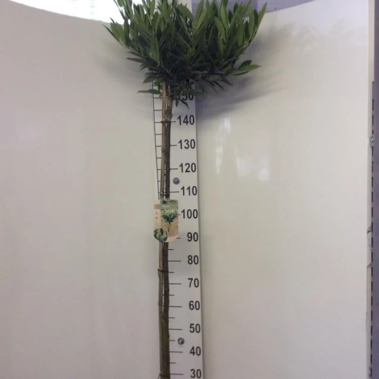 Kirsebærlaurbær 'Otto Luyken' Prunus Laurocerasus 'Otto Luyken' Opstammet 150 Cm. 10 Liter Potte,- 2 års Krone 1 Kirsebærlaurbær 'Otto Luyken' Prunus Laurocerasus 'Otto Luyken' Opstammet 150 Cm. 10 Liter Potte,- 2 års Krone