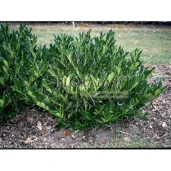 Kirsebærlaurbær 'Otto Luyken' Prunus Laurocerasus 'Otto Luyken' Opstammet 150 Cm. 10 Liter Potte,- 2 års Krone 5 Kirsebærlaurbær 'Otto Luyken' Prunus Laurocerasus 'Otto Luyken' Opstammet 150 Cm. 10 Liter Potte,- 2 års Krone -GrønGlæde Salgsbutik p4927 3651 prunus laurocerasus otto luyken 01ea