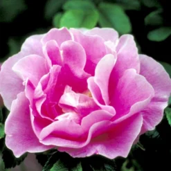 Rynket Rose 'Jens Munk' Rosa Rugosa 'Jens Munk' A-Kvalitet,- Barrods Roser Min. 3 Grene -GrønGlæde Salgsbutik p4939 52274 rosa rugosa jens munk 13ac