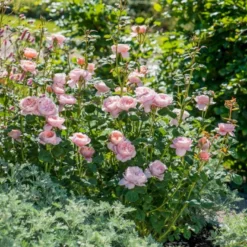 'Queen Of Sweden' Rosa X 'Queen Of Sweden' (Engelsk Rose) A-Kvalitet,- Barrods Roser Min. 3 Grene -GrønGlæde Salgsbutik p4943 53103 rosa x queen of sweden engelsk rose 740a