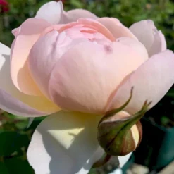 'Queen Of Sweden' Rosa X 'Queen Of Sweden' (Engelsk Rose) A-Kvalitet,- Barrods Roser Min. 3 Grene -GrønGlæde Salgsbutik p4943 53106 rosa x queen of sweden engelsk rose 4056