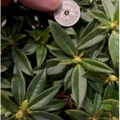 'Robert Seleger' Rhododendron Hybrid 'Robert Seleger' Potte 2,0 Liter,- 20-25 Cm. -GrønGlæde Salgsbutik p4977 38027 rhododendron hybrid robert seleger 483a