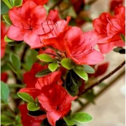 'Fridoline' Rhododendron Jap.'Fridoline' Potte 2,0 Liter,- 20-25 Cm.