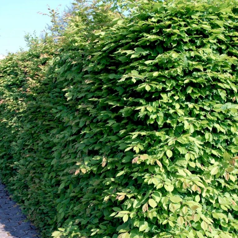 Avnbøg Carpinus Betulus Barrods,- 3 års (1/2) 100-125 Cm. Hækkvalitet. 1 Avnbøg Carpinus Betulus Barrods,- 3 års (1/2) 100-125 Cm. Hækkvalitet.