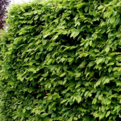 Nye udgivelser -GrønGlæde Salgsbutik p500 54056 carpinus betulus 28d9