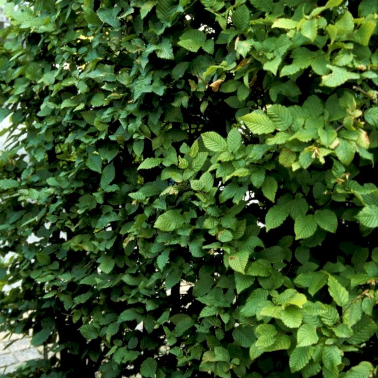 Avnbøg Carpinus Betulus Barrods,- 3 års (1/2) 100-125 Cm. Hækkvalitet. 3 Avnbøg Carpinus Betulus Barrods,- 3 års (1/2) 100-125 Cm. Hækkvalitet. - Billede 3