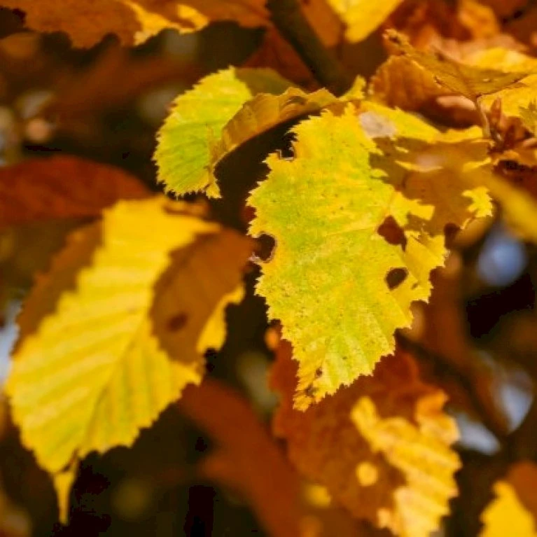 Avnbøg Carpinus Betulus Barrods,- 3 års (1/2) 100-125 Cm. Hækkvalitet. 4 Avnbøg Carpinus Betulus Barrods,- 3 års (1/2) 100-125 Cm. Hækkvalitet. - Billede 4