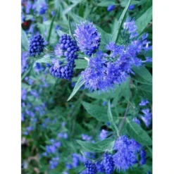 Blåskæg 'Kew Blue' Caryopteris Clandonensis 'Kew Blue' Potte 4,0 Liter,- 30-40 Cm. -GrønGlæde Salgsbutik p504 7758 caryopteris clandonensis kew blue c925