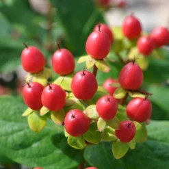 Perikon 'Miracle Attraction' Hypericum Inodorum 'Miracle Attraction' 3,5 Liter Potte -GrønGlæde Salgsbutik p5123 47369 hypericum inodorum miracle attraction 92c4