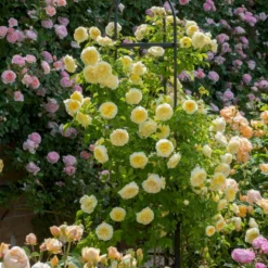 'The Pilgrim' Rosa X 'The Pilgrim' (Engelsk Rose) A-Kvalitet,- Barrods Roser Min. 3 Grene -GrønGlæde Salgsbutik p5135 53200 rosa x the pilgrim engelsk rose d903