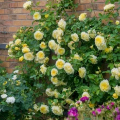 'The Pilgrim' Rosa X 'The Pilgrim' (Engelsk Rose) A-Kvalitet,- Barrods Roser Min. 3 Grene -GrønGlæde Salgsbutik p5135 53201 rosa x the pilgrim engelsk rose be87