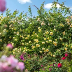 'The Pilgrim' Rosa X 'The Pilgrim' (Engelsk Rose) A-Kvalitet,- Barrods Roser Min. 3 Grene -GrønGlæde Salgsbutik p5135 53205 rosa x the pilgrim engelsk rose e7d7