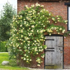 'The Pilgrim' Rosa X 'The Pilgrim' (Engelsk Rose) A-Kvalitet,- Barrods Roser Min. 3 Grene -GrønGlæde Salgsbutik p5135 53206 rosa x the pilgrim engelsk rose d818