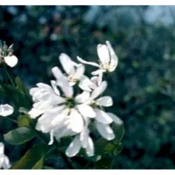 Rundbladet Bærmispel Amelanchier Rotundifolia Potte 7,5 Liter 125-150 Cm. -GrønGlæde Salgsbutik p5246 41336 amelanchier rotundifolia 74f6