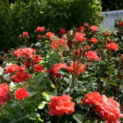 'Prinsesse Marie' Rosa X 'Prinsesse Marie' (Storblomstrende) A-Kvalitet,- Barrods Roser Min. 3 Grene -GrønGlæde Salgsbutik p5265 51363 rosa x prinsesse marie storblomstrende 237e