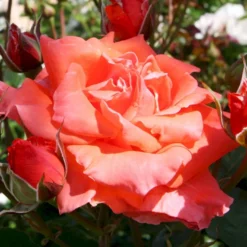 'Prinsesse Marie' Rosa X 'Prinsesse Marie' (Storblomstrende) A-Kvalitet,- Barrods Roser Min. 3 Grene -GrønGlæde Salgsbutik p5265 51364 rosa x prinsesse marie storblomstrende e0ff