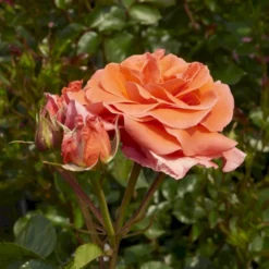 'Prinsesse Marie' Rosa X 'Prinsesse Marie' (Storblomstrende) A-Kvalitet,- Barrods Roser Min. 3 Grene -GrønGlæde Salgsbutik p5265 51365 rosa x prinsesse marie storblomstrende d85f