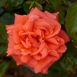 'Prinsesse Marie' Rosa X 'Prinsesse Marie' (Storblomstrende) A-Kvalitet,- Barrods Roser Min. 3 Grene -GrønGlæde Salgsbutik p5265 51366 rosa x prinsesse marie storblomstrende 9cc1
