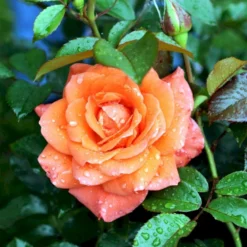 'Prinsesse Marie' Rosa X 'Prinsesse Marie' (Storblomstrende) A-Kvalitet,- Barrods Roser Min. 3 Grene -GrønGlæde Salgsbutik p5265 51367 rosa x prinsesse marie storblomstrende 78c6