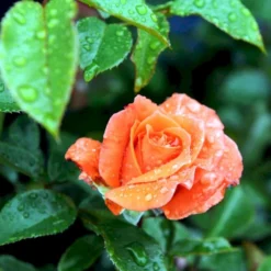'Prinsesse Marie' Rosa X 'Prinsesse Marie' (Storblomstrende) A-Kvalitet,- Barrods Roser Min. 3 Grene -GrønGlæde Salgsbutik p5265 51368 rosa x prinsesse marie storblomstrende 297d