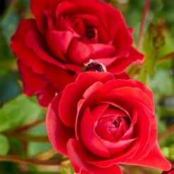 'Look Good Feel Better'™ Rosa X 'Look Good Feel Better'™ (Slotsrose) A-Kvalitet,- Barrods Roser Min. 3 Grene -GrønGlæde Salgsbutik p5266 51827 rosa x look good feel better slotsrose 45b4