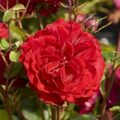 'Look Good Feel Better'™ Rosa X 'Look Good Feel Better'™ (Slotsrose) A-Kvalitet,- Barrods Roser Min. 3 Grene -GrønGlæde Salgsbutik p5266 51828 rosa x look good feel better slotsrose 617f