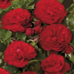 'Look Good Feel Better'™ Rosa X 'Look Good Feel Better'™ (Slotsrose) A-Kvalitet,- Barrods Roser Min. 3 Grene -GrønGlæde Salgsbutik p5266 51829 rosa x look good feel better slotsrose 55cd